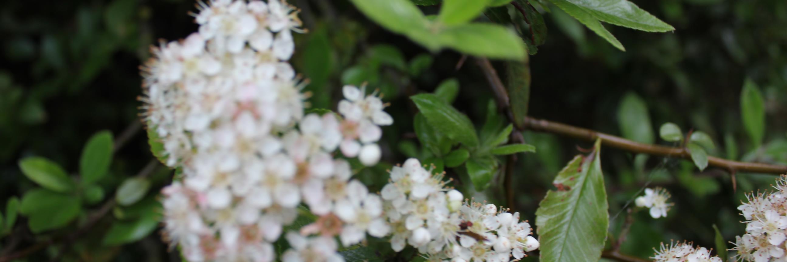 pimpolino's profile banner image