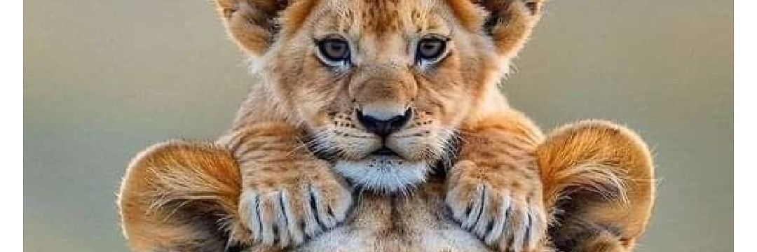 Ideas en voz alta banner