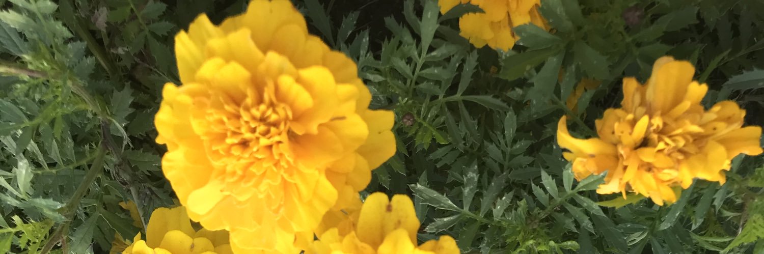 mariblush's profile banner image