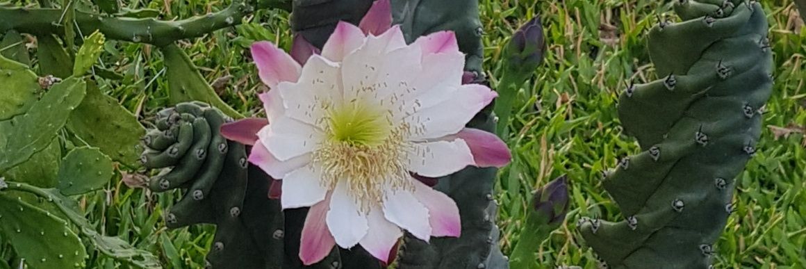 Laufer2402's profile banner image