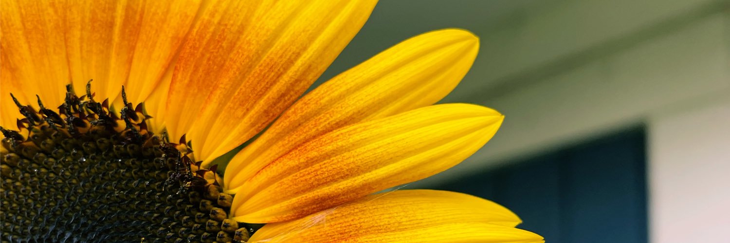AllisonFurman's profile banner image