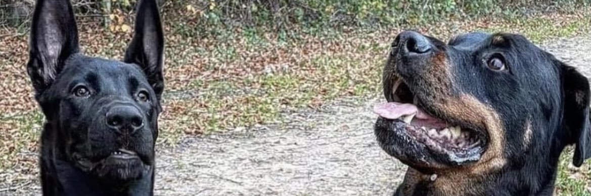 samosheen's profile banner image