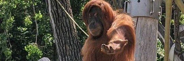 JorgeMartiCS Profile Banner