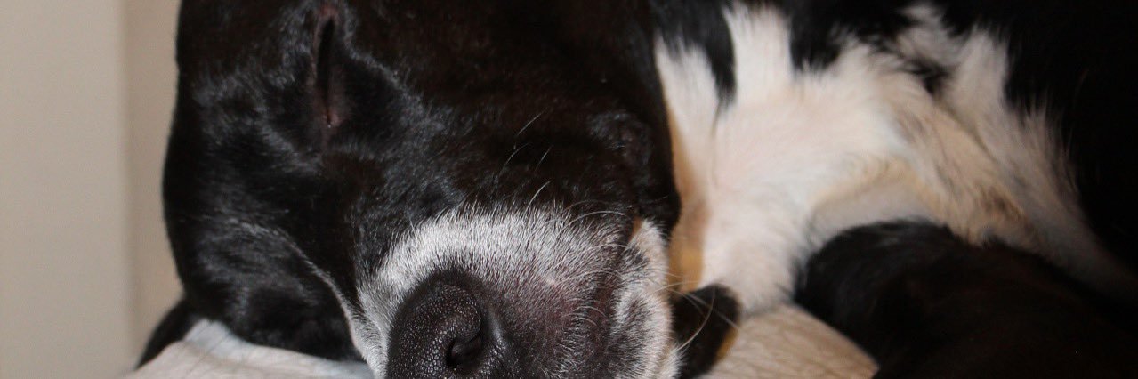 CaileeDennis's profile banner image