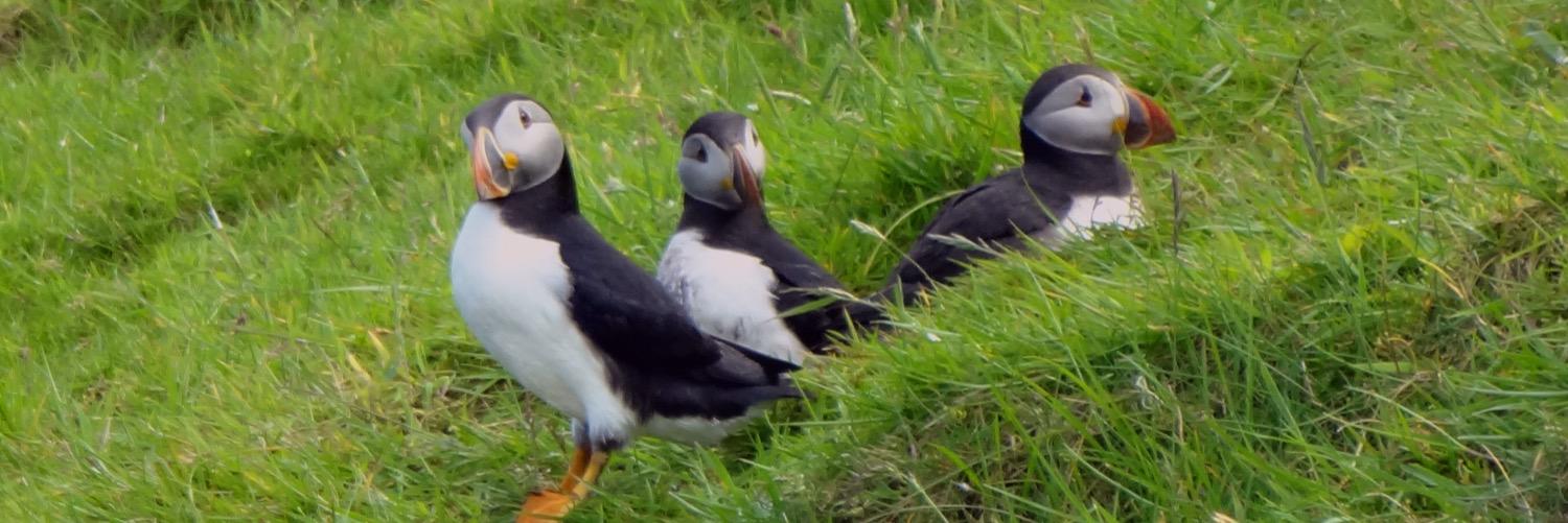 Skye Puffins Whales banner
