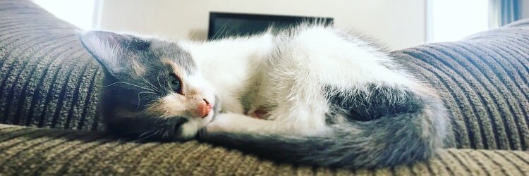 nelliejoness's profile banner image