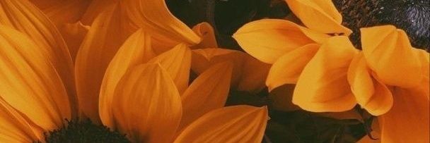 biasbibi's profile banner image