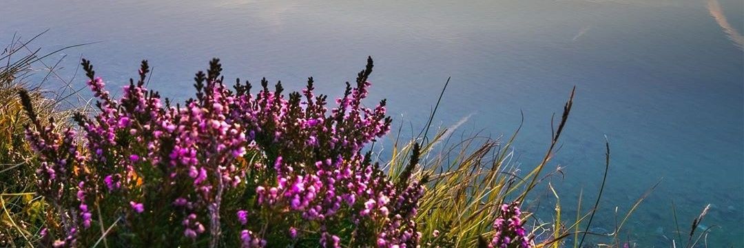 Msilvia277's profile banner image