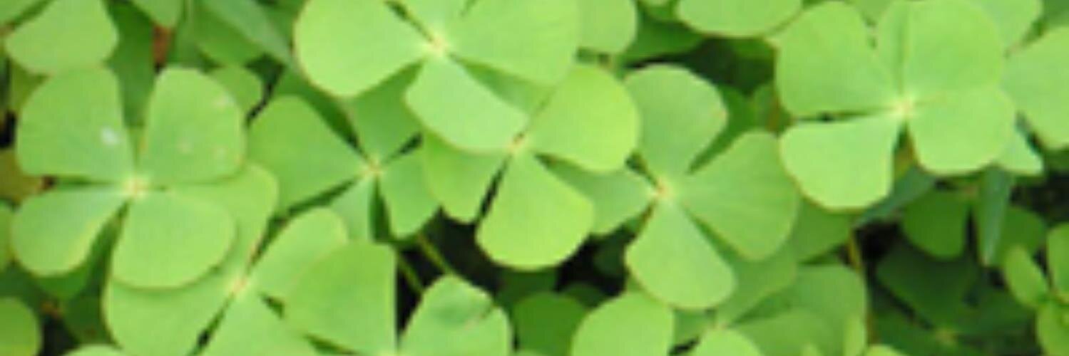今日の英単語 banner
