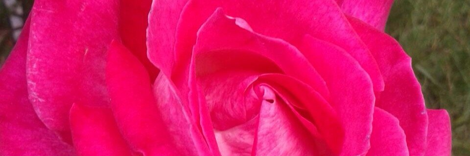 Mical_alex's profile banner image