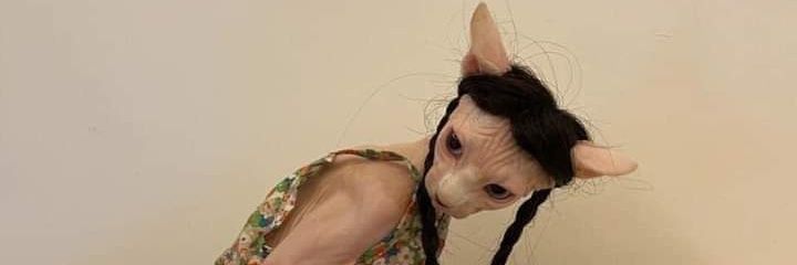 MonicaGuima's profile banner image