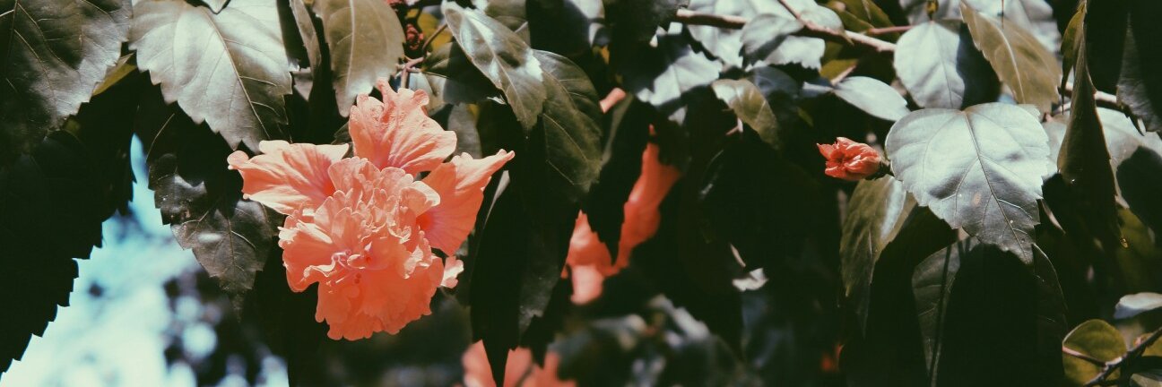 _rouvramirez's profile banner image