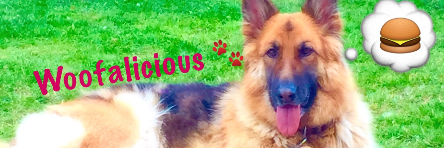 WonderDogCoco's profile banner image
