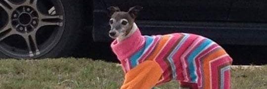 The Dog Saint banner