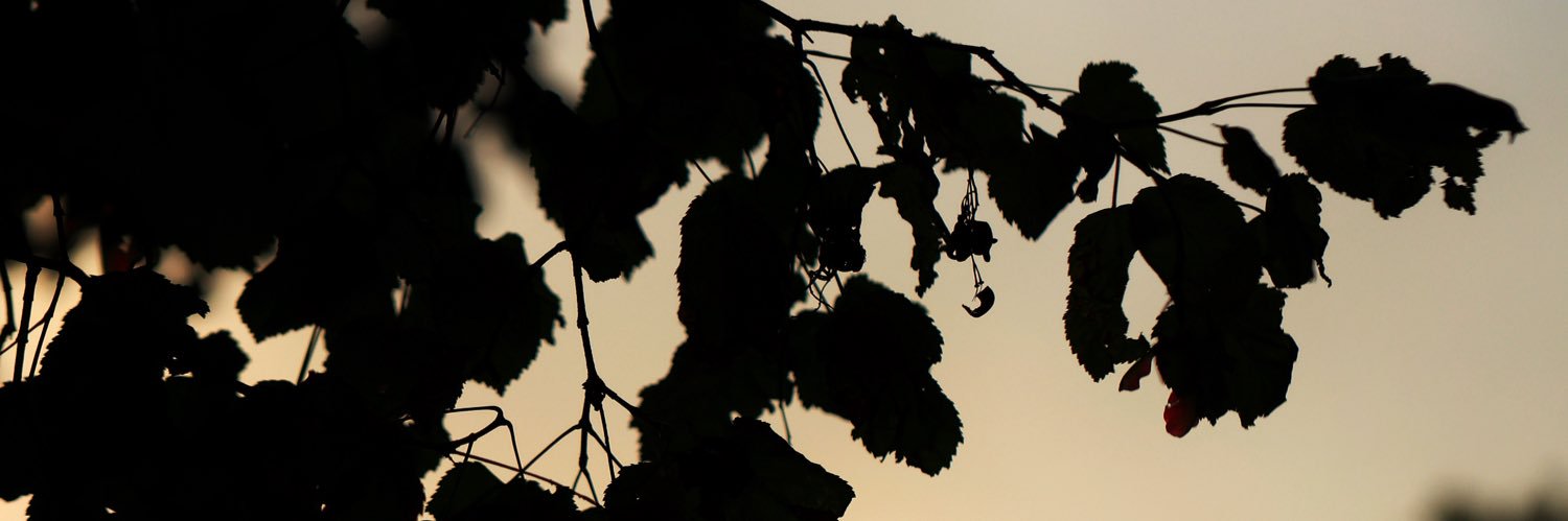 dimus303's profile banner image