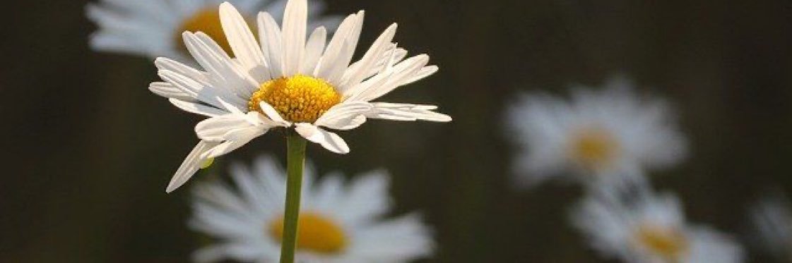 عبير العُمري banner