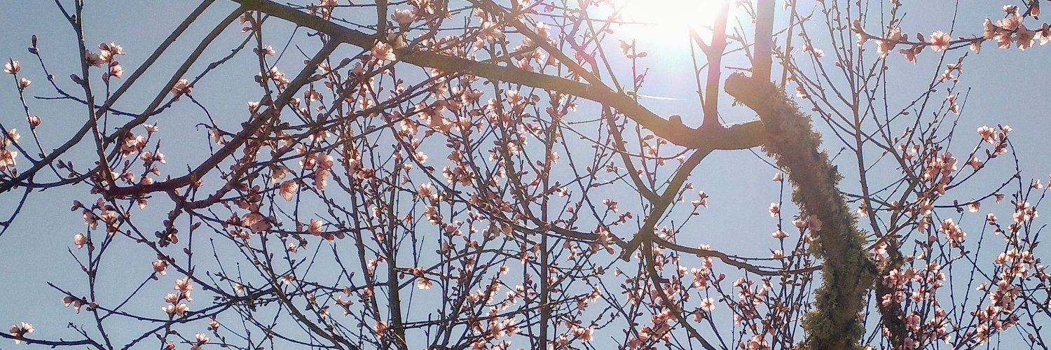 bel1ta_'s profile banner image