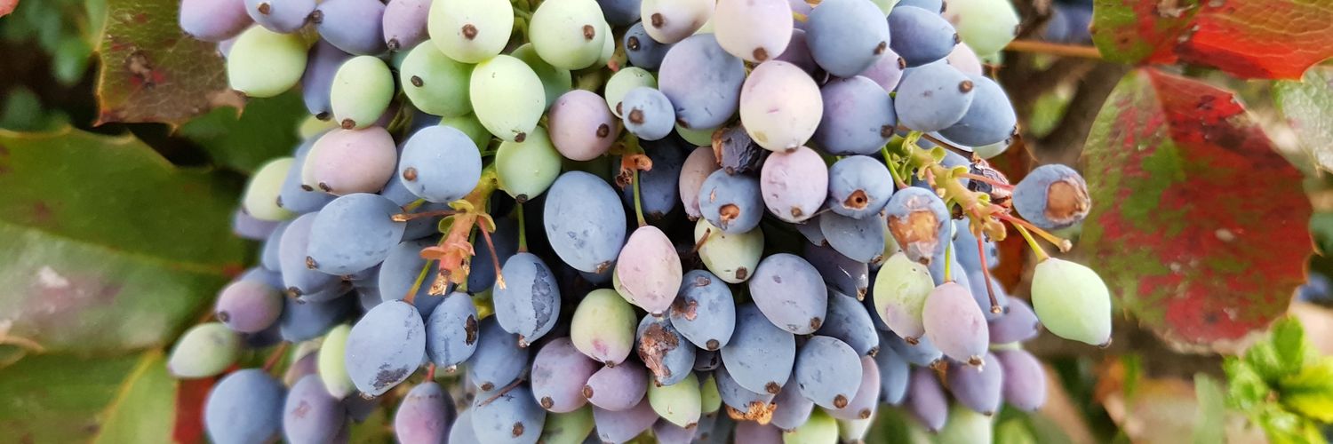 Andrej_evic11 banner