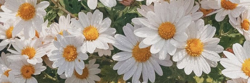 Hooplaah's profile banner image