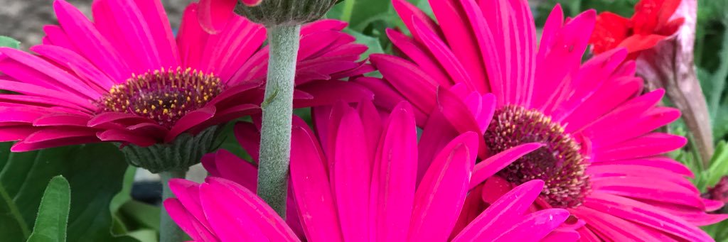 Qua banner