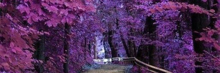 natysanchez87's profile banner image