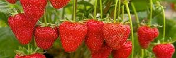 NWRCT Profile Banner