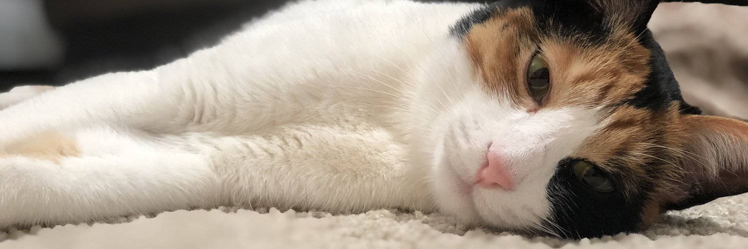 Ganontt's profile banner image