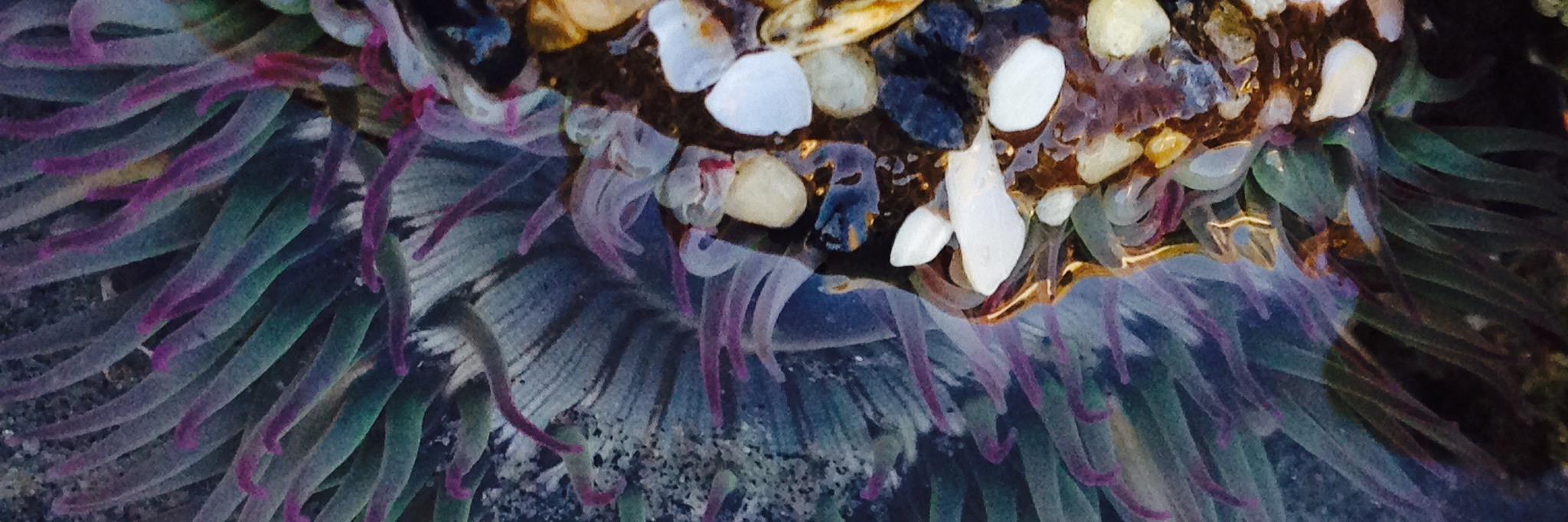 Gianna Chapman banner