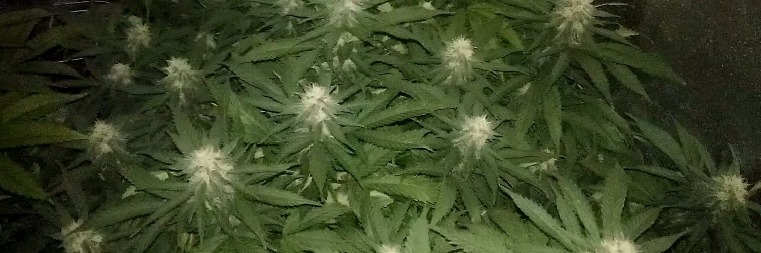 Scott_Albany's profile banner image