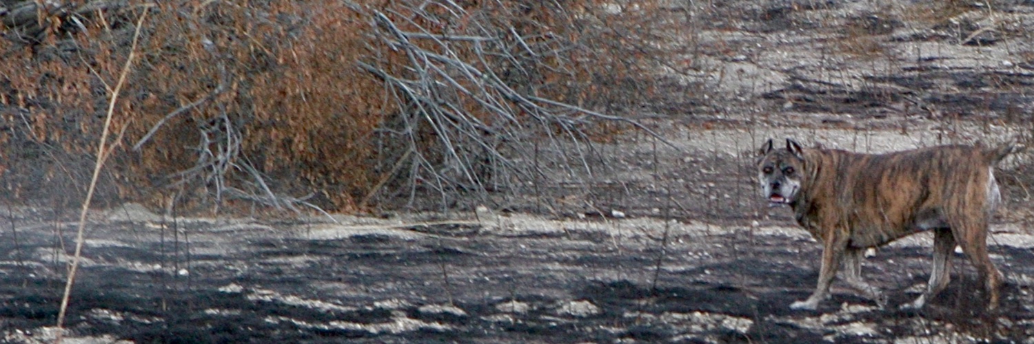 Patrick Topping banner