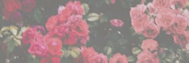 24__misachia's profile banner image