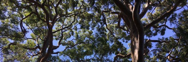 stephendziedzic Profile Banner