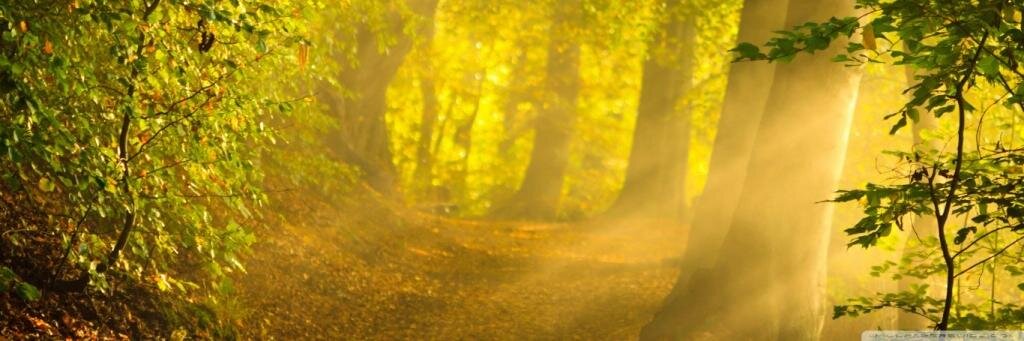 WidaOrange's profile banner image