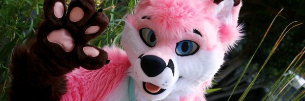 pjfoxes Profile Banner