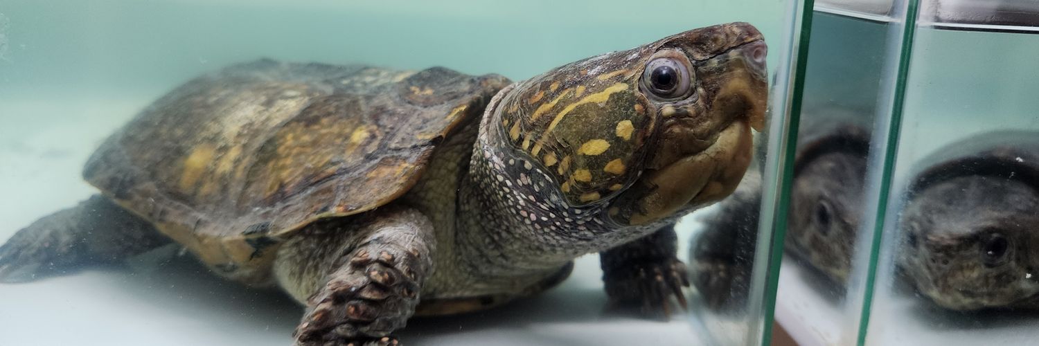 shelltail2025's profile banner image