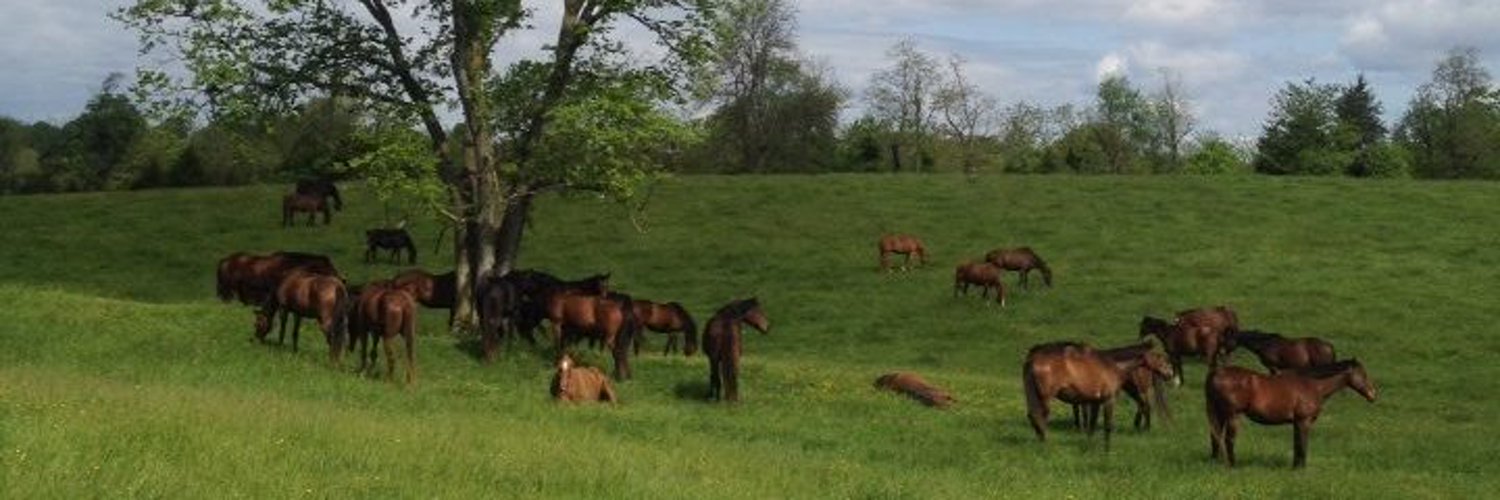 Thoroughbred Retirement Foundation (TRF) Profile Banner