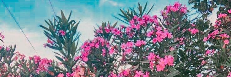 Hanyfaah_'s profile banner image