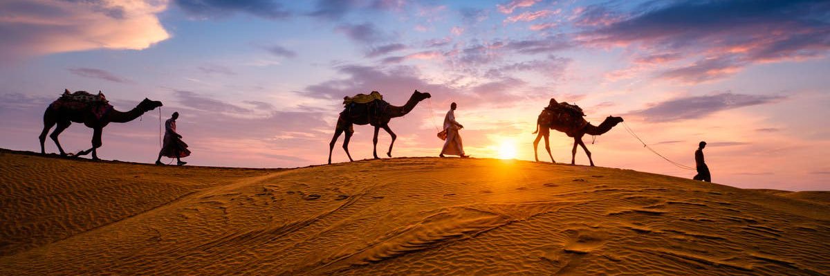 النمر العربي banner