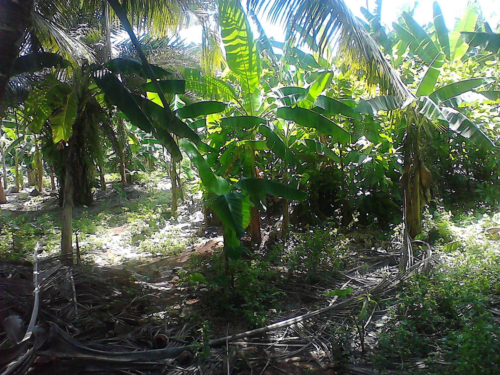 kojo_ibrahim's profile banner image