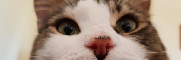 ArtemisAFK Profile Banner