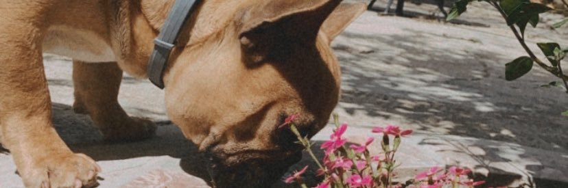 TriniHurtado's profile banner image