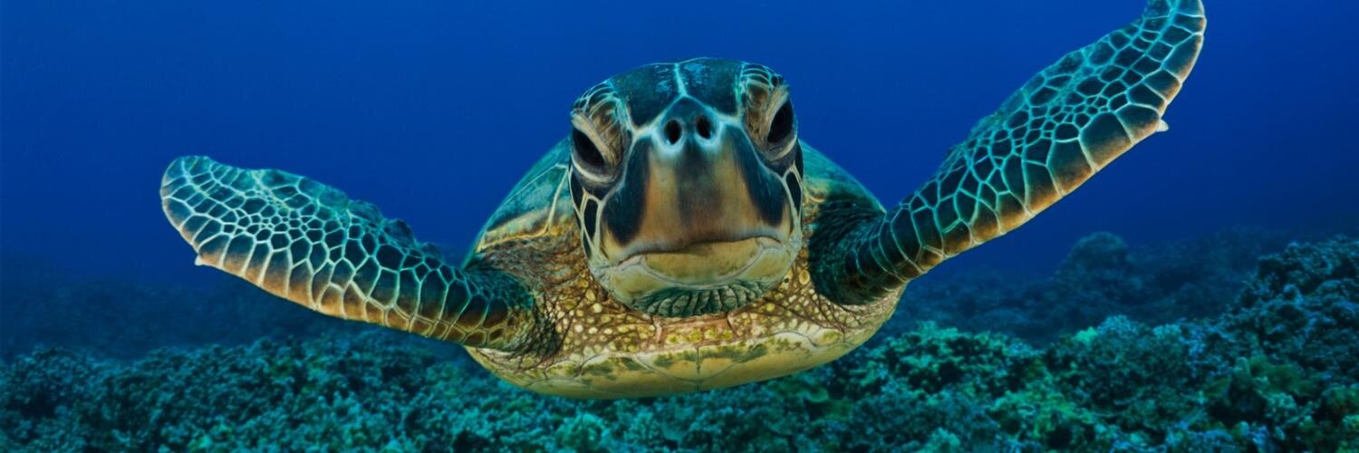 ReptileFacts's profile banner image