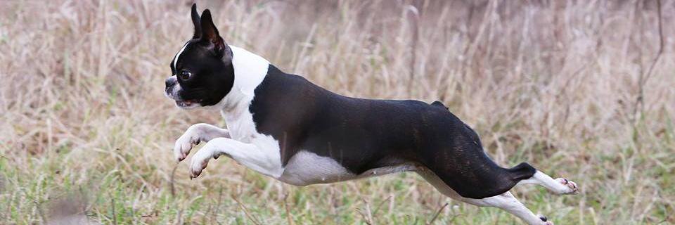 EliteBoston's profile banner image
