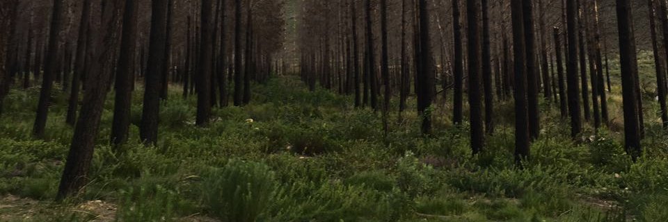 IzetteMostert's profile banner image