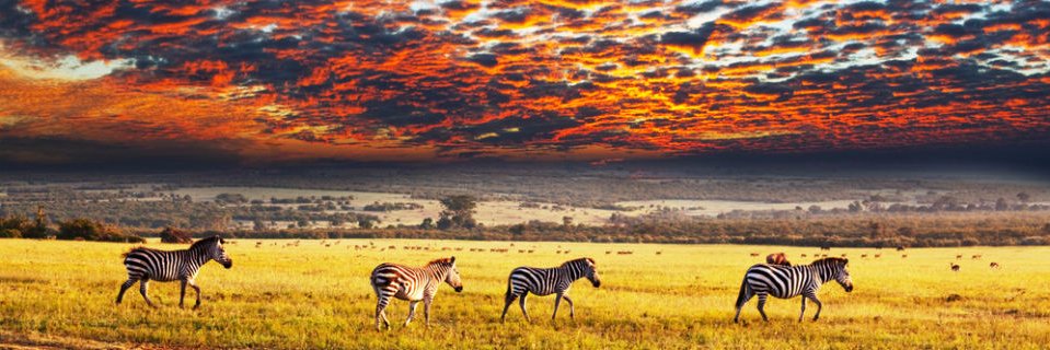 Tourism News Africa banner