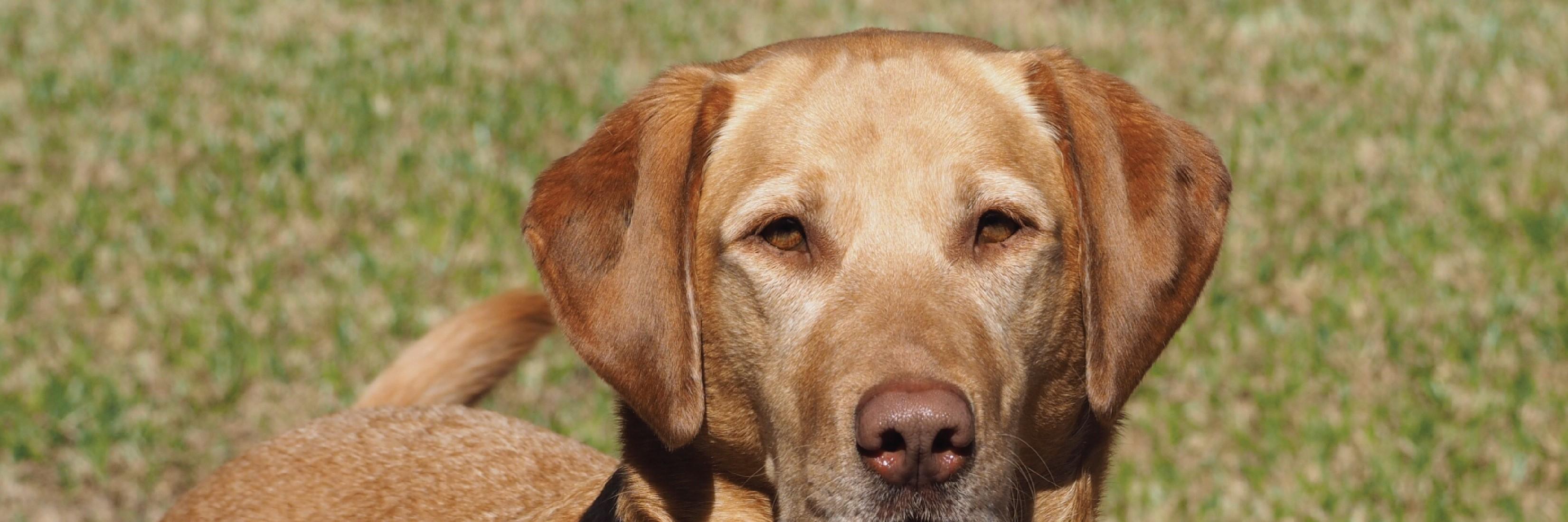 iamdogrescue's profile banner image
