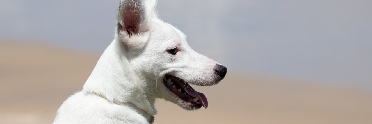 annekops's profile banner image