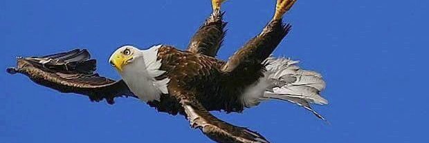 phororke's profile banner image