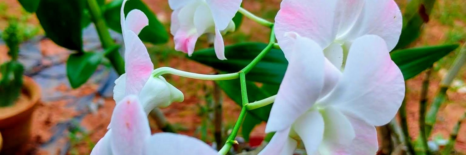 L_Pul24's profile banner image