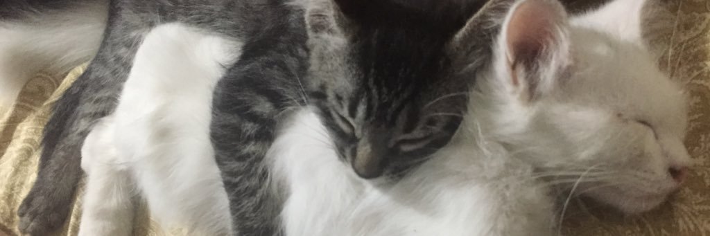 JkMarcia's profile banner image